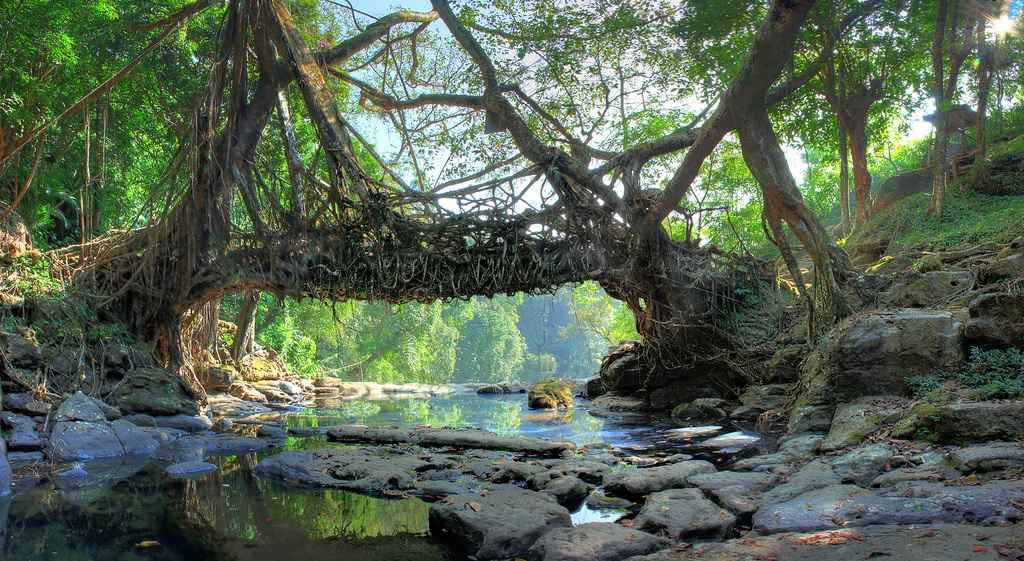 Living Root Bridges